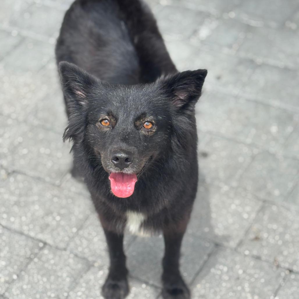 Enlarge MEADOW JUNIOR, a Adoptable mixed breed in Wellington, FL image 5/5
