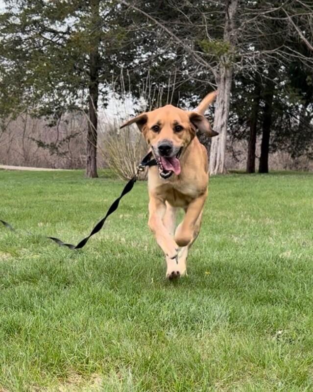 Fisher, Adoptable, Adult Male Mixed Breed.