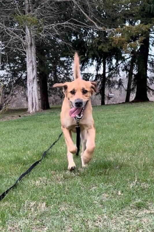 Enlarge Fisher, a Adoptable Mixed Breed in Osseo, MI image 2/6