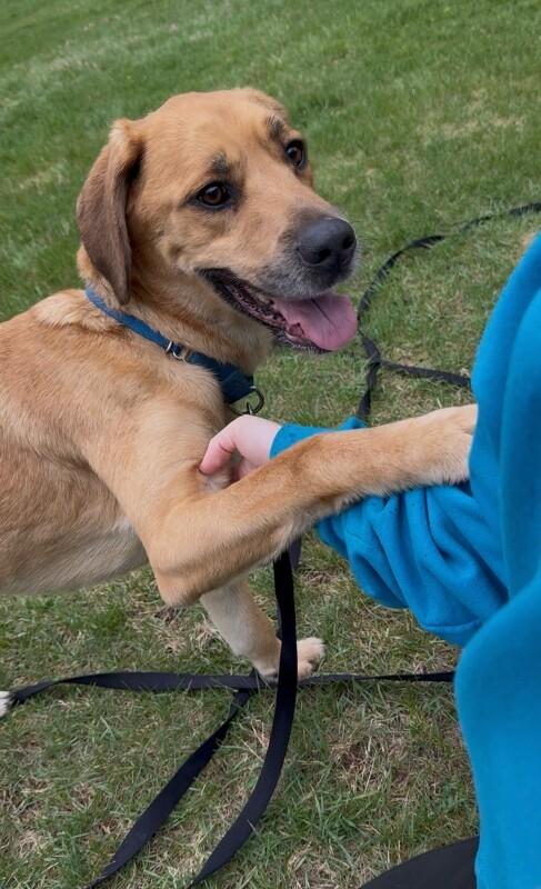 Enlarge Fisher, a Adoptable Mixed Breed in Osseo, MI image 3/6