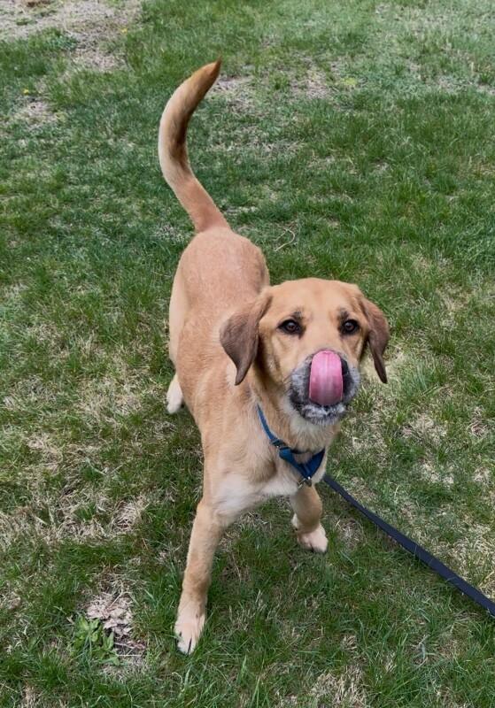 Enlarge Fisher, a Adoptable Mixed Breed in Osseo, MI image 4/6