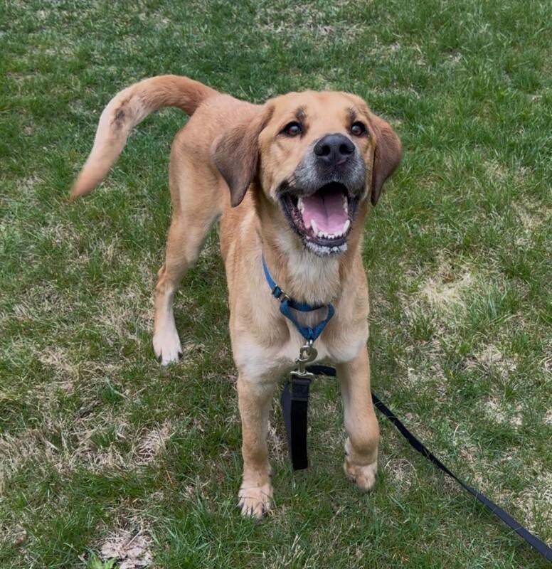 Enlarge Fisher, a Adoptable Mixed Breed in Osseo, MI image 5/6