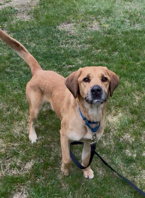 Enlarge Fisher, a Adoptable Mixed Breed in Osseo, MI image 6/6