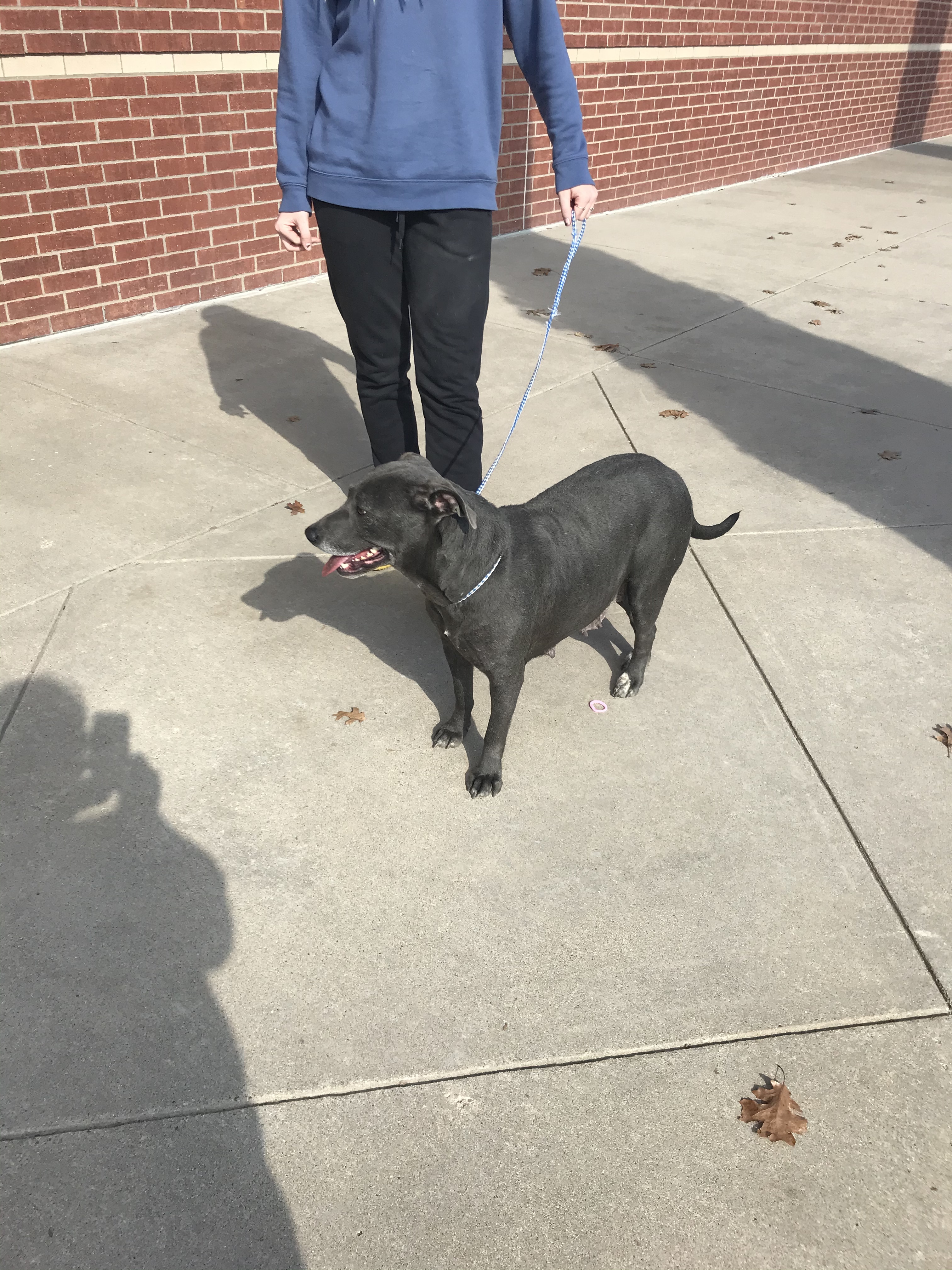 Molly, Adoptable, Senior Female American Staffordshire Terrier & Labrador Retriever.