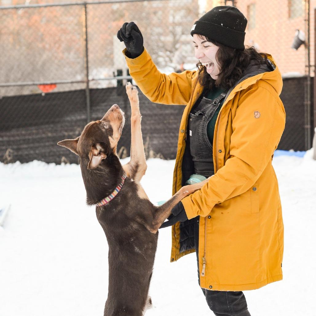 Enlarge Henry, a Adoptable Husky in Grand Rapids, MI image 1/5