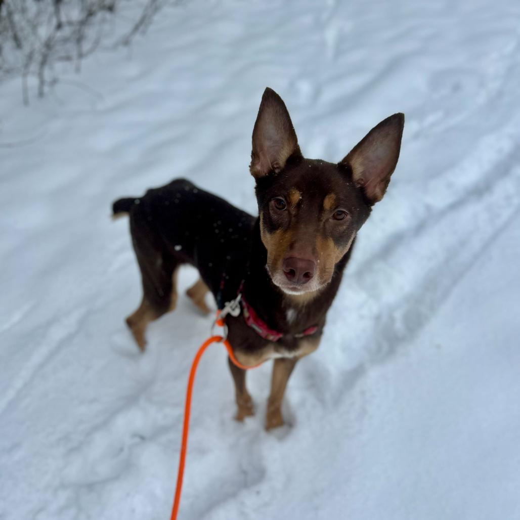 Enlarge Henry, a Adoptable Husky in Grand Rapids, MI image 2/5