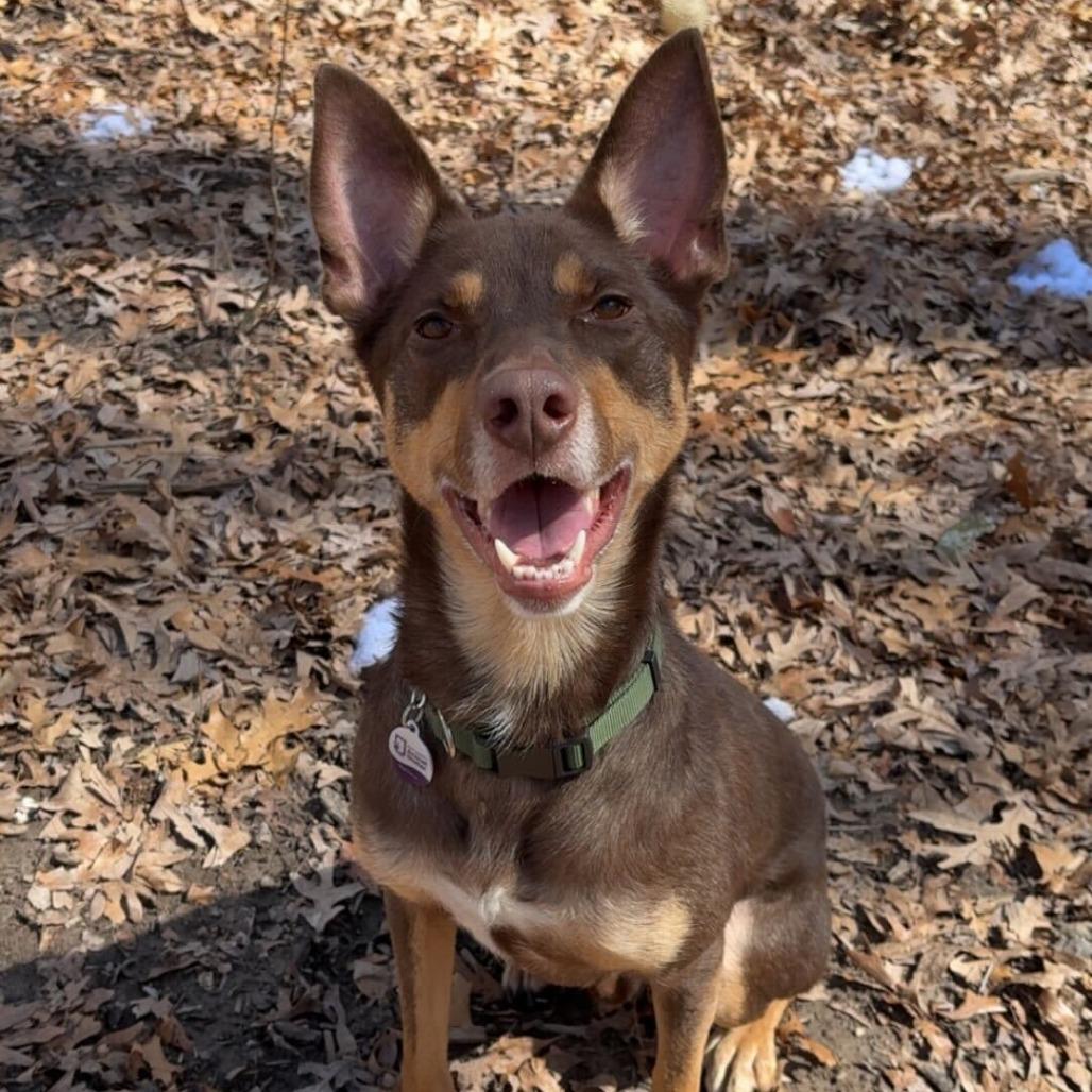 Enlarge Henry, a Adoptable Husky in Grand Rapids, MI image 3/6