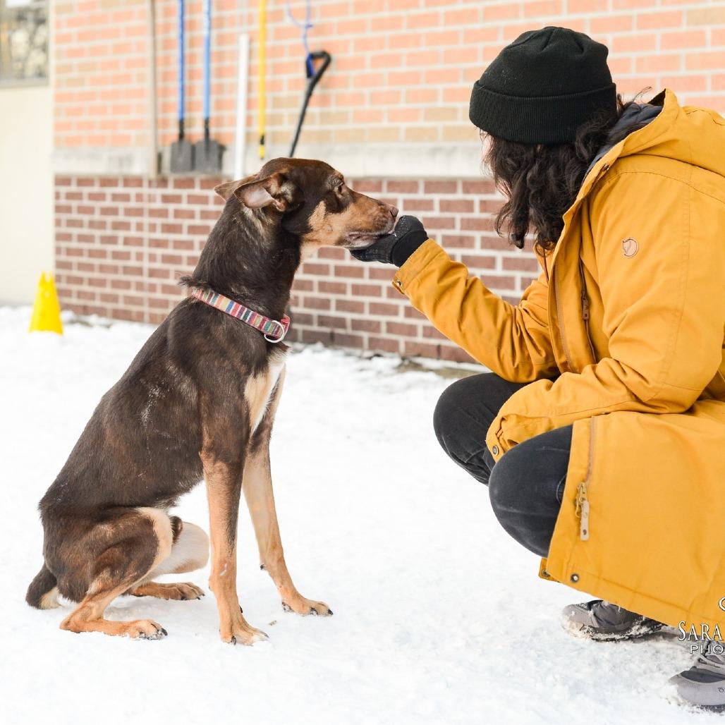 Enlarge Henry, a Adoptable Husky in Grand Rapids, MI image 3/5