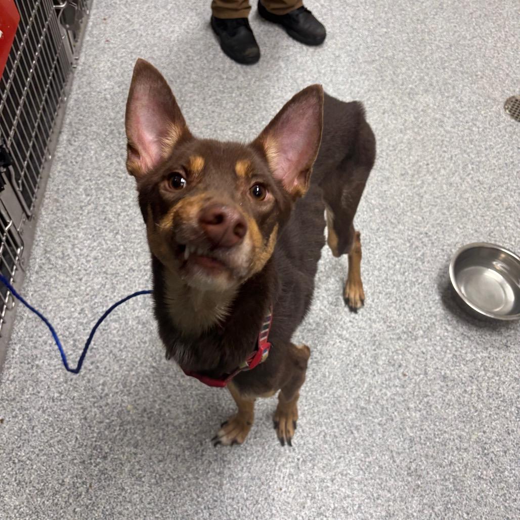 Enlarge Henry, a Adoptable Husky in Grand Rapids, MI image 4/5