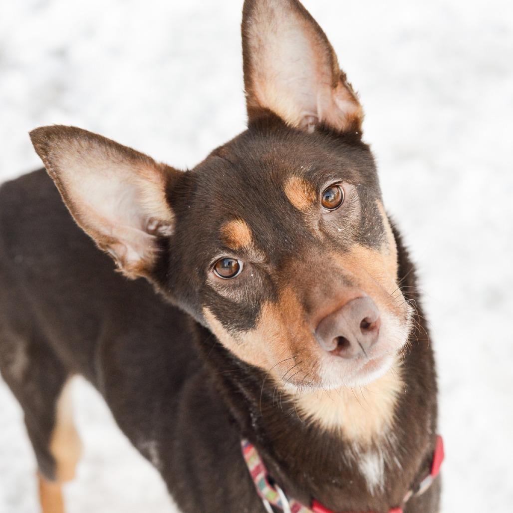 Enlarge Henry, a Adoptable Husky in Grand Rapids, MI image 5/5