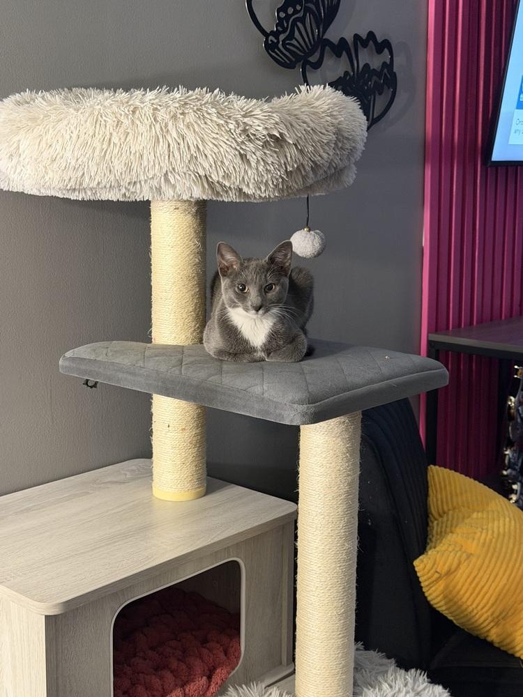 Enlarge Kitten: Xyla *BONDED PAIR with Xtra*, a Adoptable Domestic Short Hair in catonsville , MD image 1/4