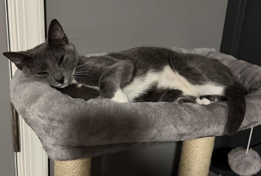 Enlarge Kitten: Xyla *BONDED PAIR with Xtra*, a Adoptable Domestic Short Hair in catonsville , MD image 2/4