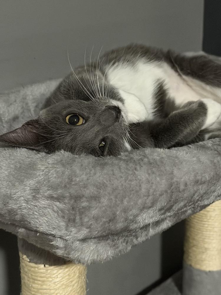 Enlarge Kitten: Xyla *BONDED PAIR with Xtra*, a Adoptable Domestic Short Hair in catonsville , MD image 3/4