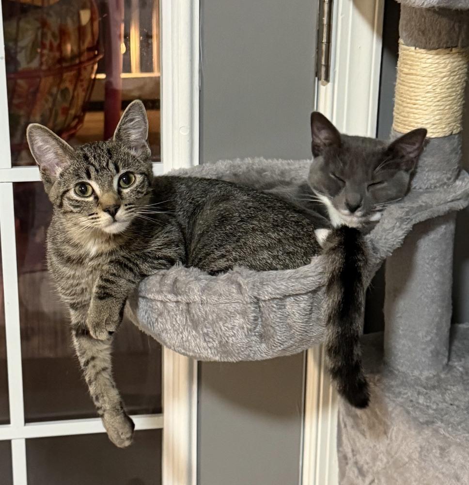 Enlarge Kitten: Xyla *BONDED PAIR with Xtra*, a Adoptable Domestic Short Hair in catonsville , MD image 4/4