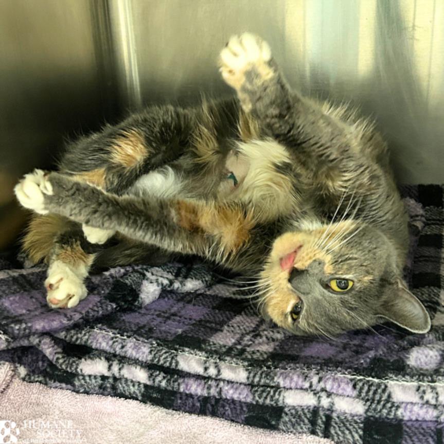 FELICITY, Adoptable, Young Female Domestic Short Hair.