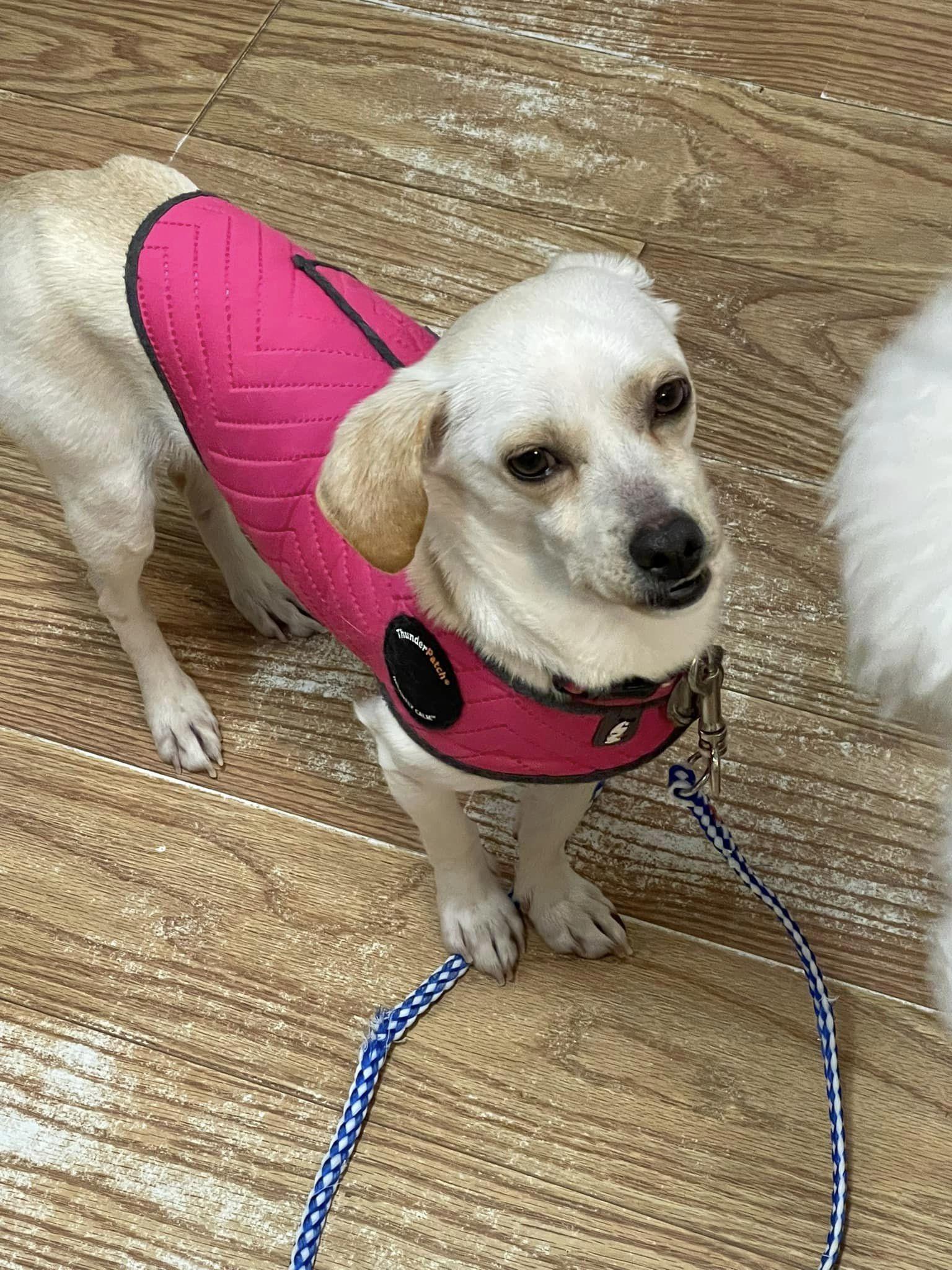 Enlarge Blossom, a Adoptable mixed breed in West Richland, WA image 6/6