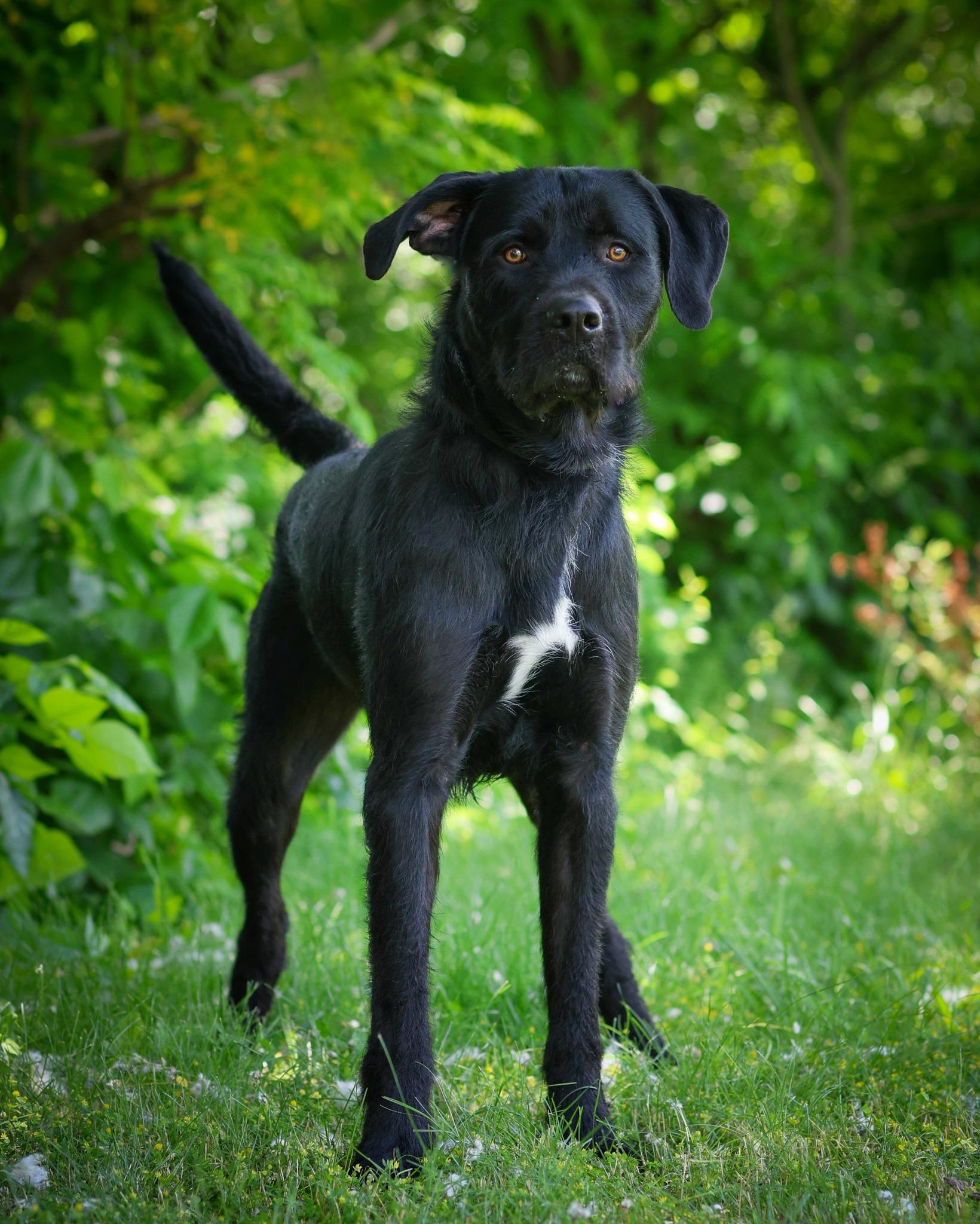 Bach, ADOPTABLE, Young Male Black Labrador Retriever.