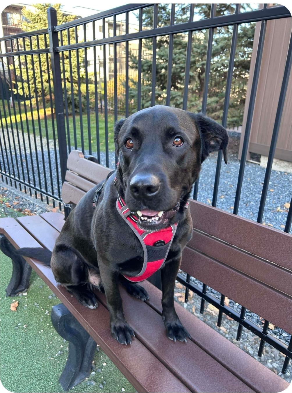 Rocket, a Adoptable Black Labrador Retriever in Winnipeg, MB image 1/5