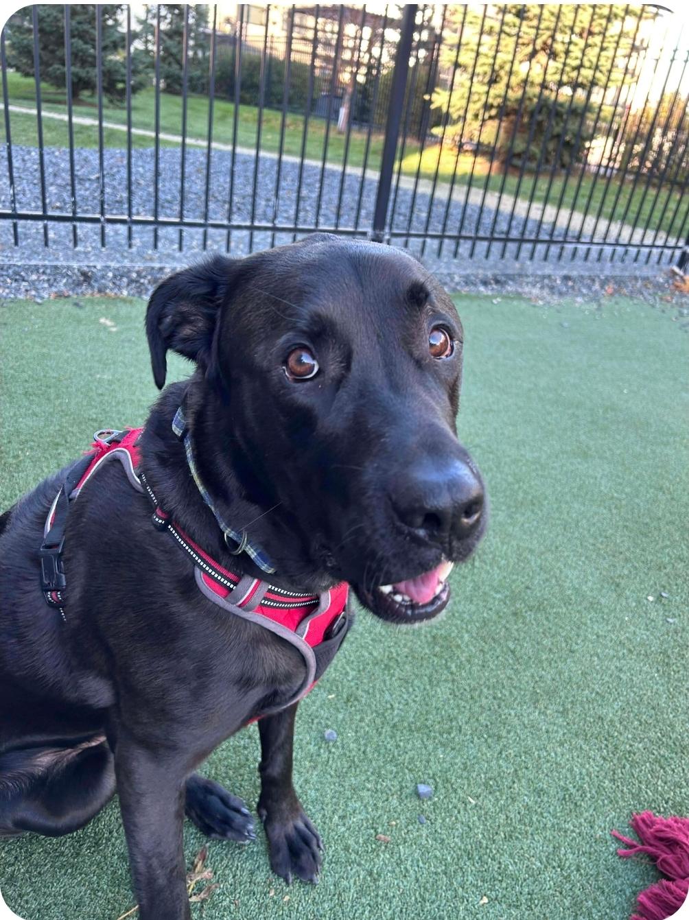 Rocket, a Adoptable Black Labrador Retriever in Winnipeg, MB image 2/5
