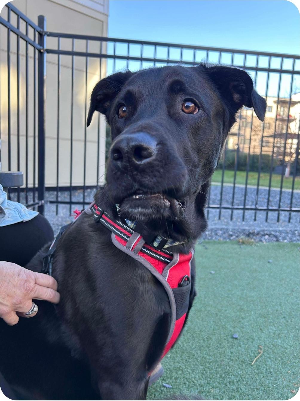 Rocket, a Adoptable Black Labrador Retriever in Winnipeg, MB image 3/5