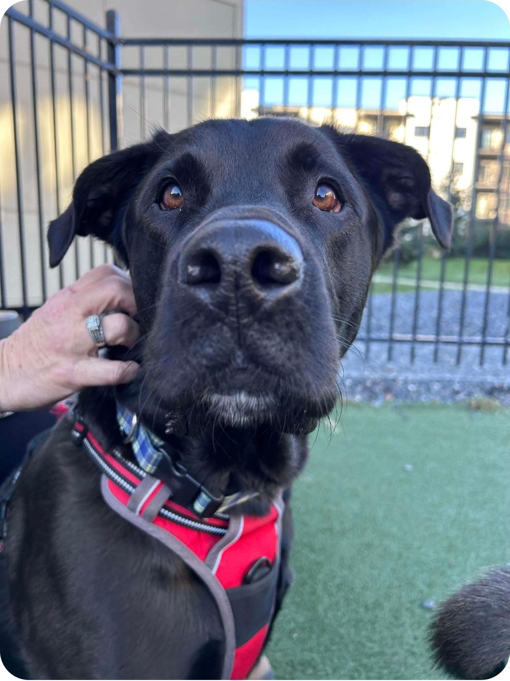 Rocket, a Adoptable Black Labrador Retriever in Winnipeg, MB image 4/5