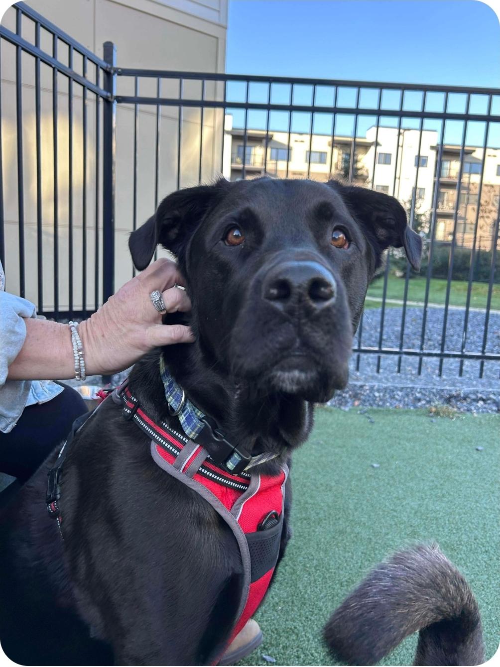 Rocket, a Adoptable Black Labrador Retriever in Winnipeg, MB image 5/5