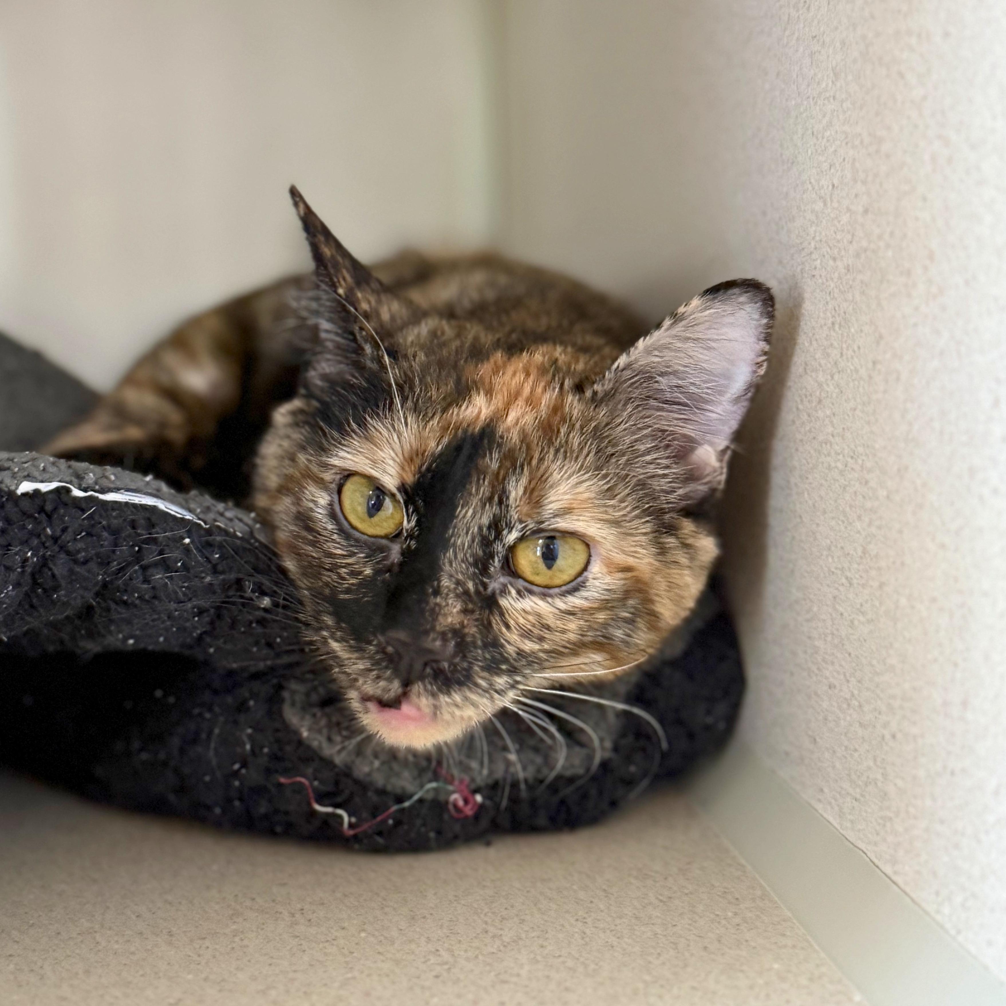 Enlarge Lucky, an adopted Domestic Short Hair in Ridgway, CO image 6/6