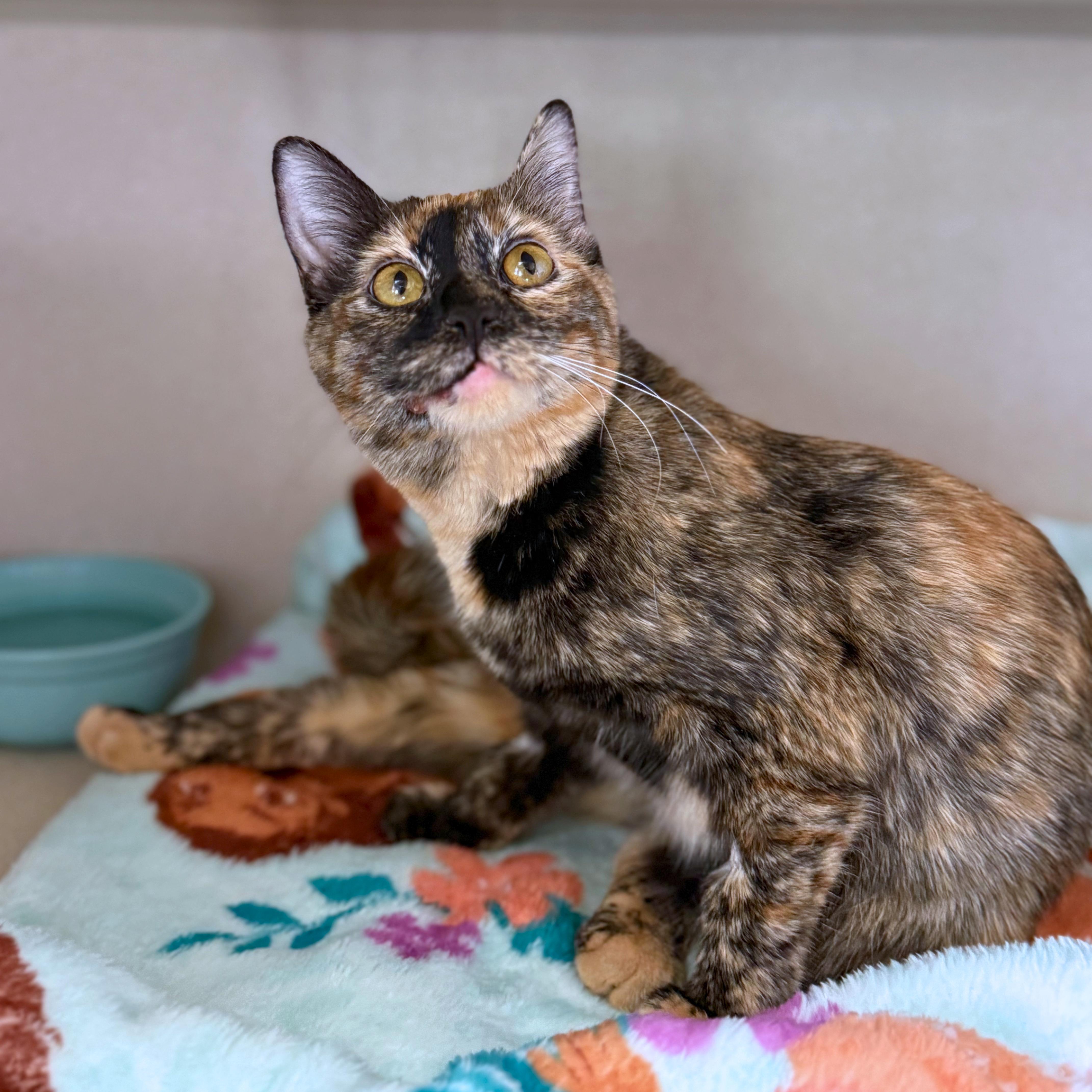 Enlarge Lucky, an adopted Domestic Short Hair in Ridgway, CO image 5/6