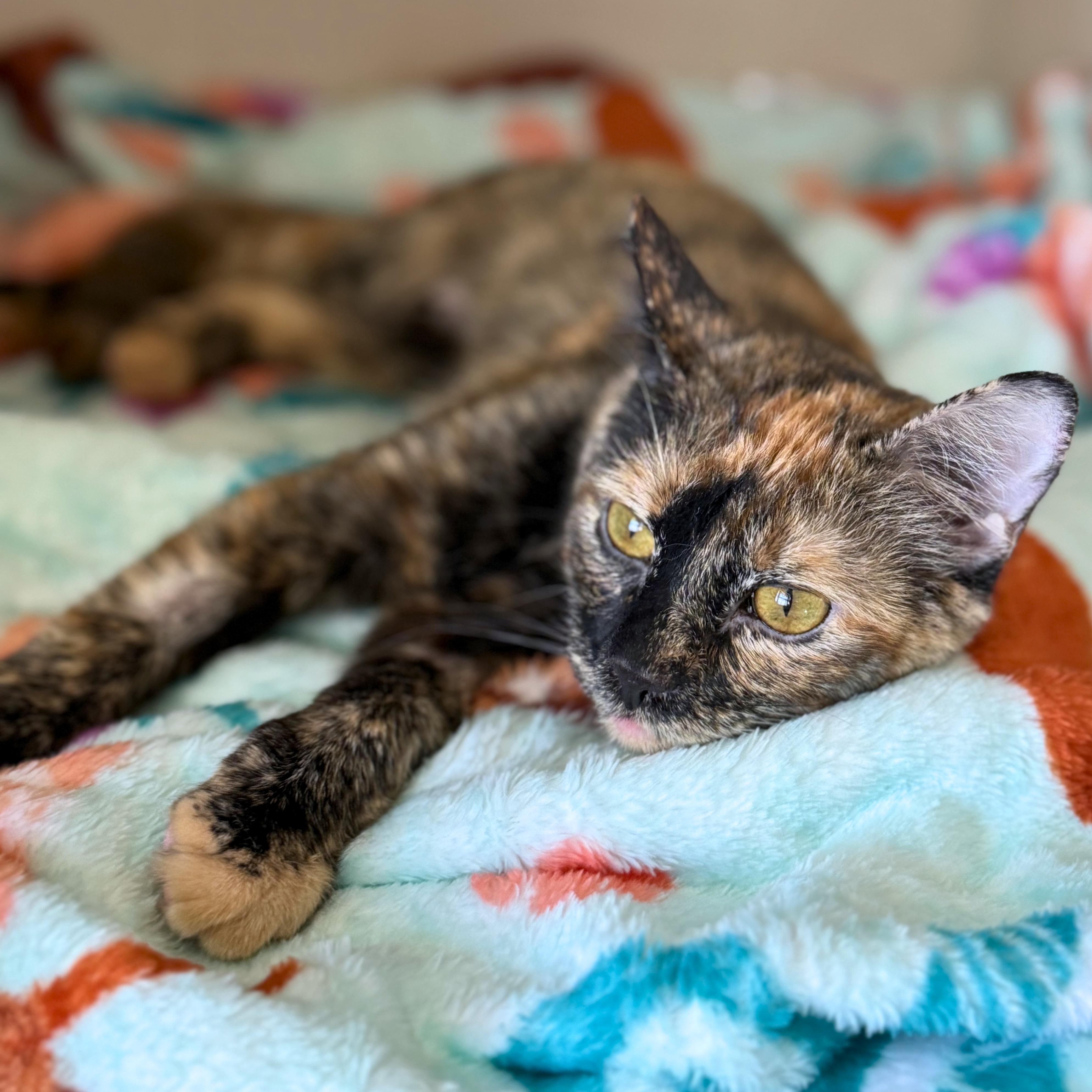 Enlarge Lucky, an adopted Domestic Short Hair in Ridgway, CO image 3/6