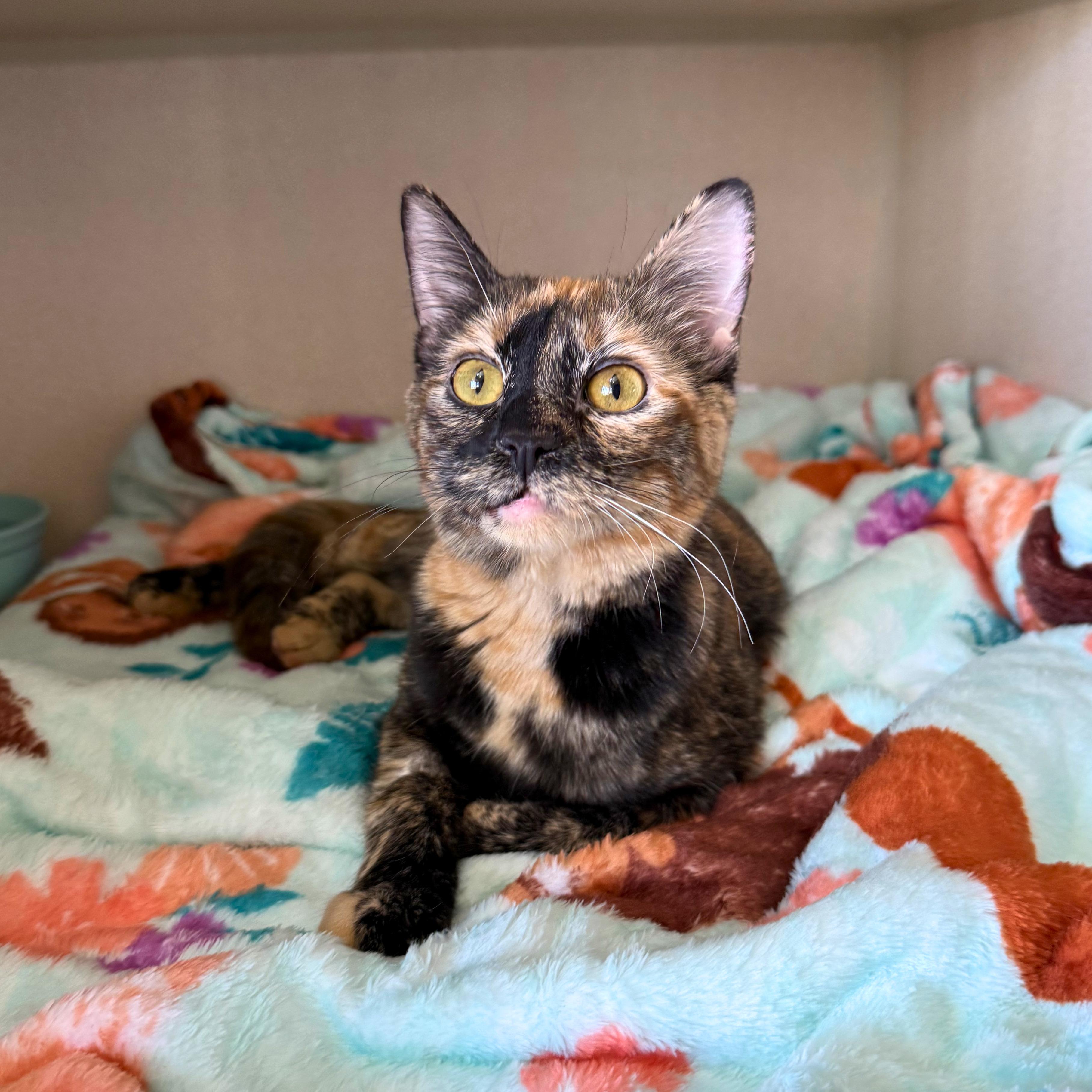Lucky, adopted, Young Female Domestic Short Hair.