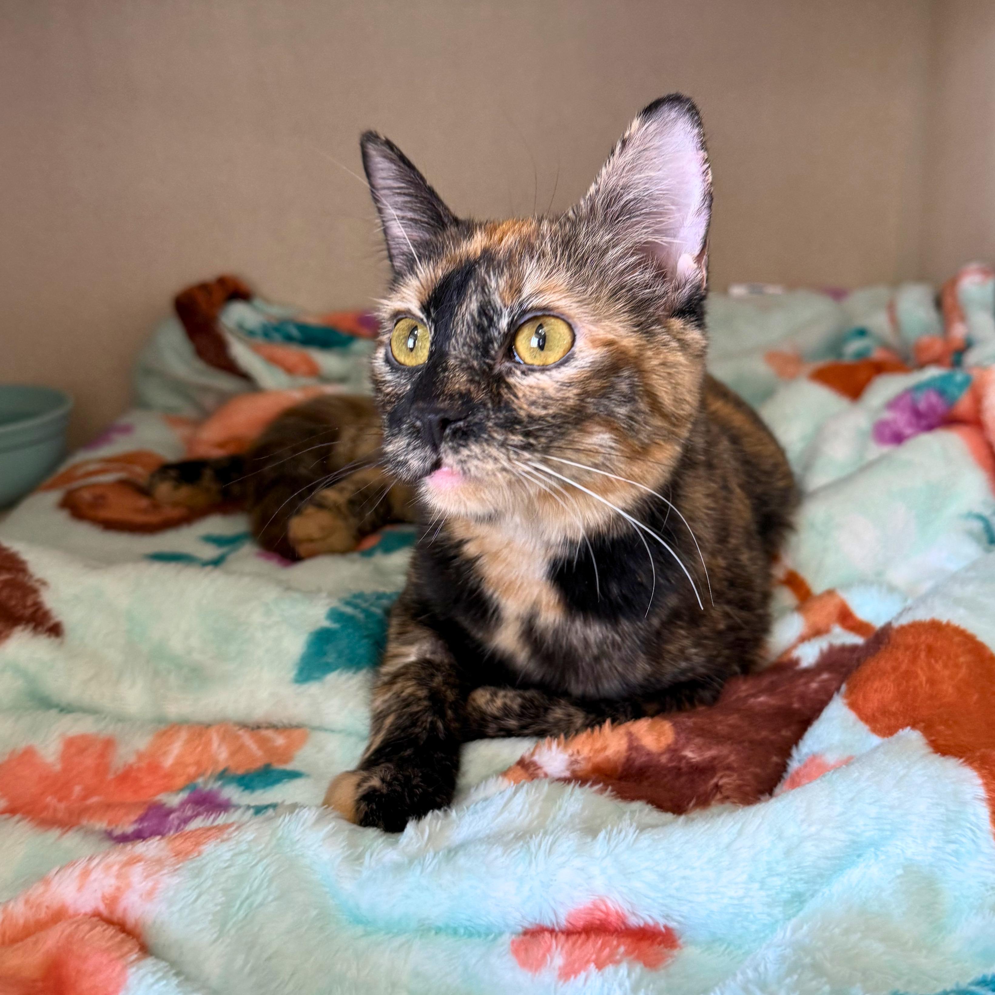Enlarge Lucky, an adopted Domestic Short Hair in Ridgway, CO image 2/6