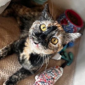 Enlarge Lucky, an adopted Domestic Short Hair in Ridgway, CO image 4/6