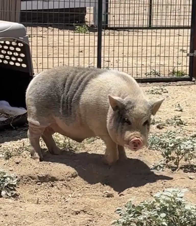 Enlarge Jacaranda, a Adoptable Pig in Redlands, CA image 1/2