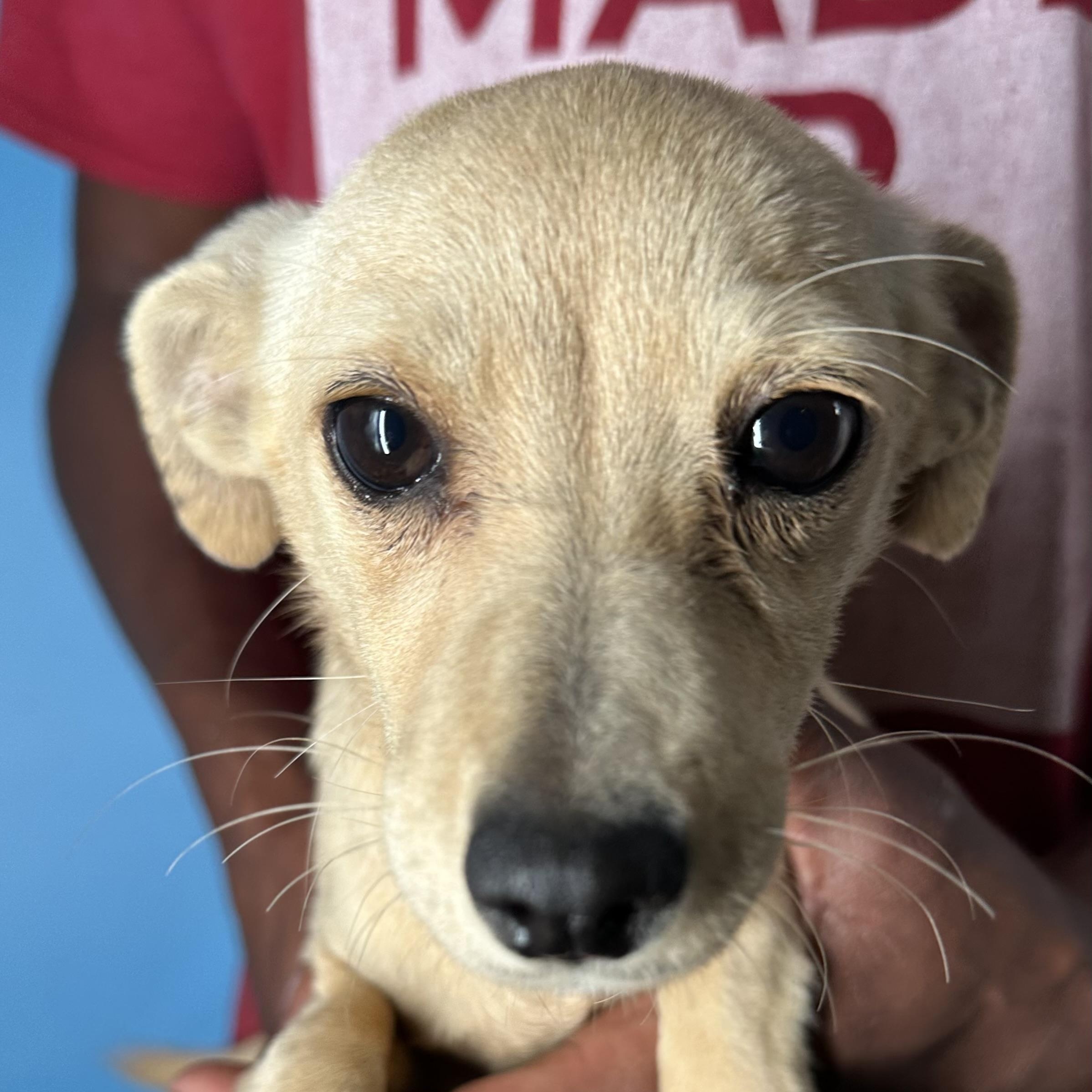 Enlarge Millie - Local April 10-12, an adopted mixed breed in Johnston, RI image 1/6