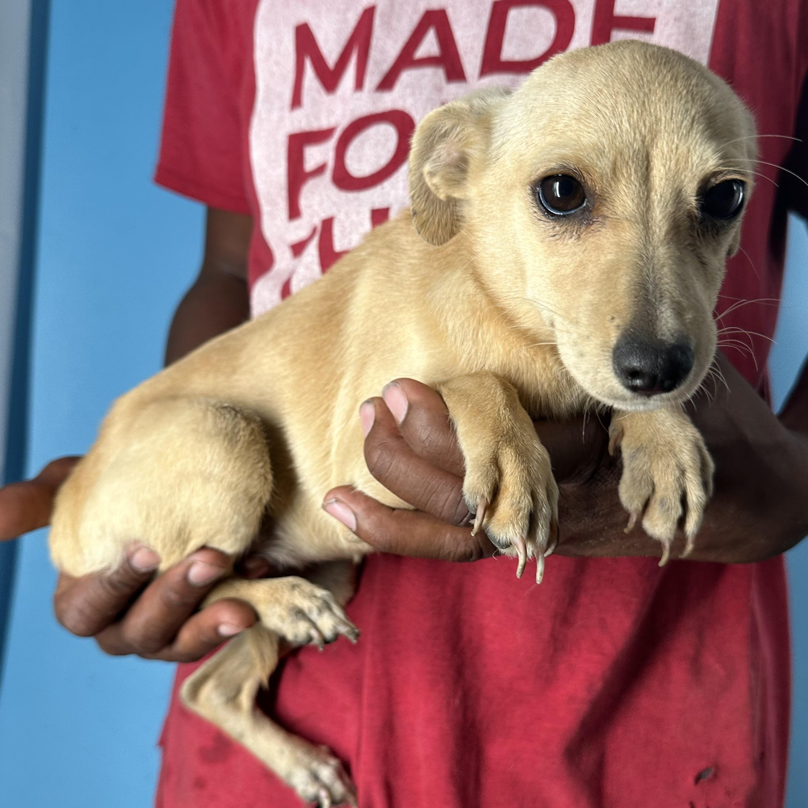 Enlarge Millie - Local April 10-12, an adopted mixed breed in Johnston, RI image 6/6