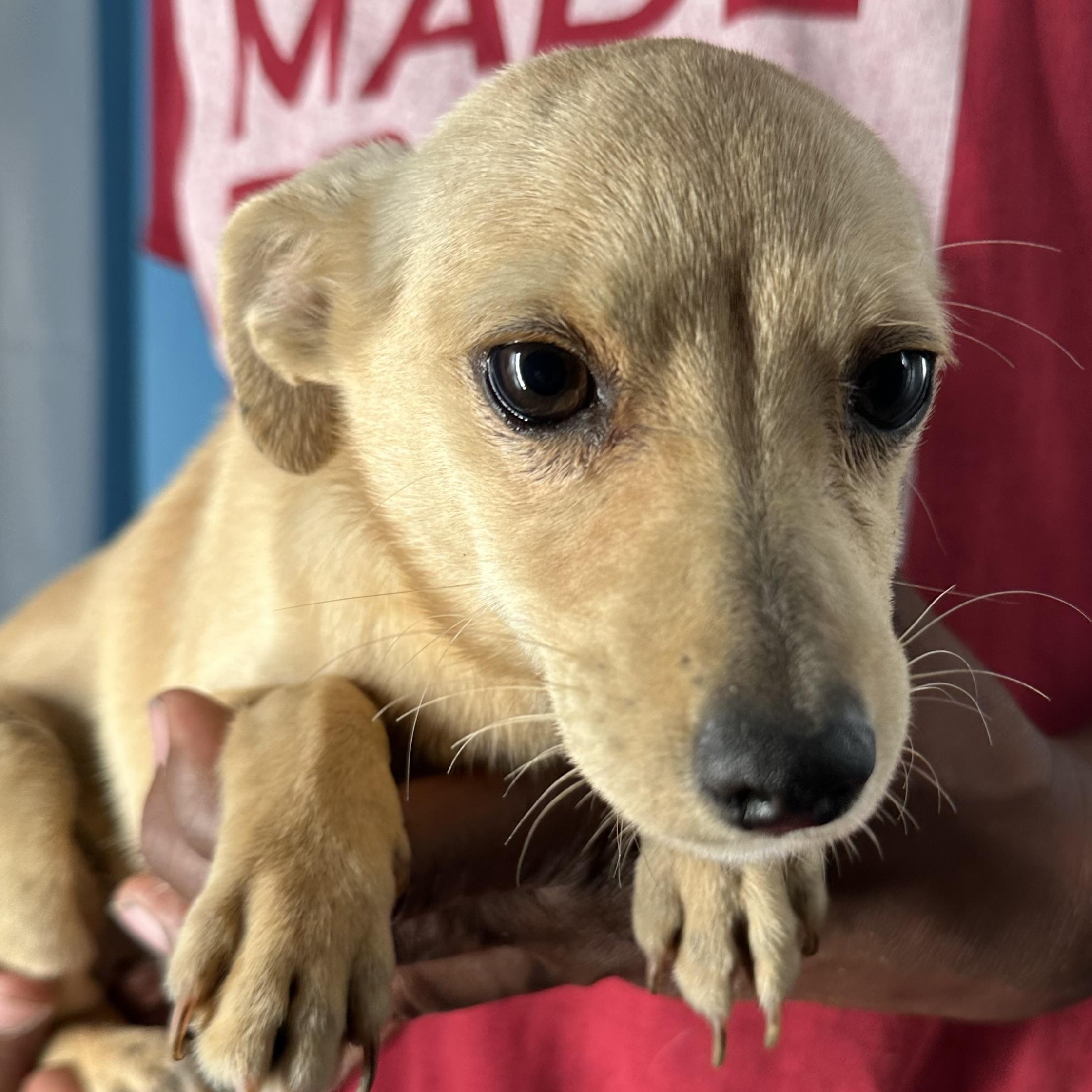 Enlarge Millie - Local April 10-12, an adopted mixed breed in Johnston, RI image 2/6