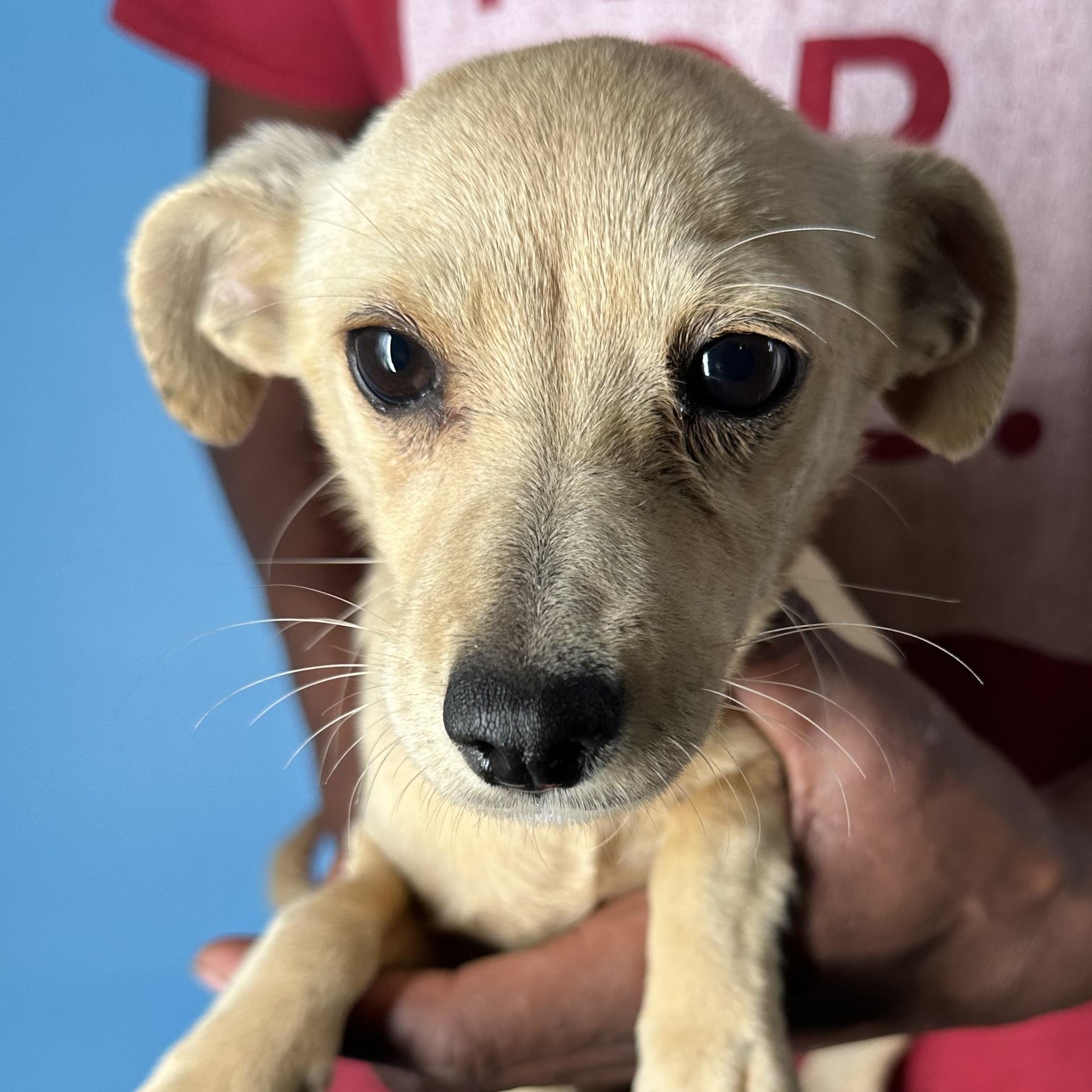 Enlarge Millie - Local April 10-12, an adopted mixed breed in Johnston, RI image 3/6