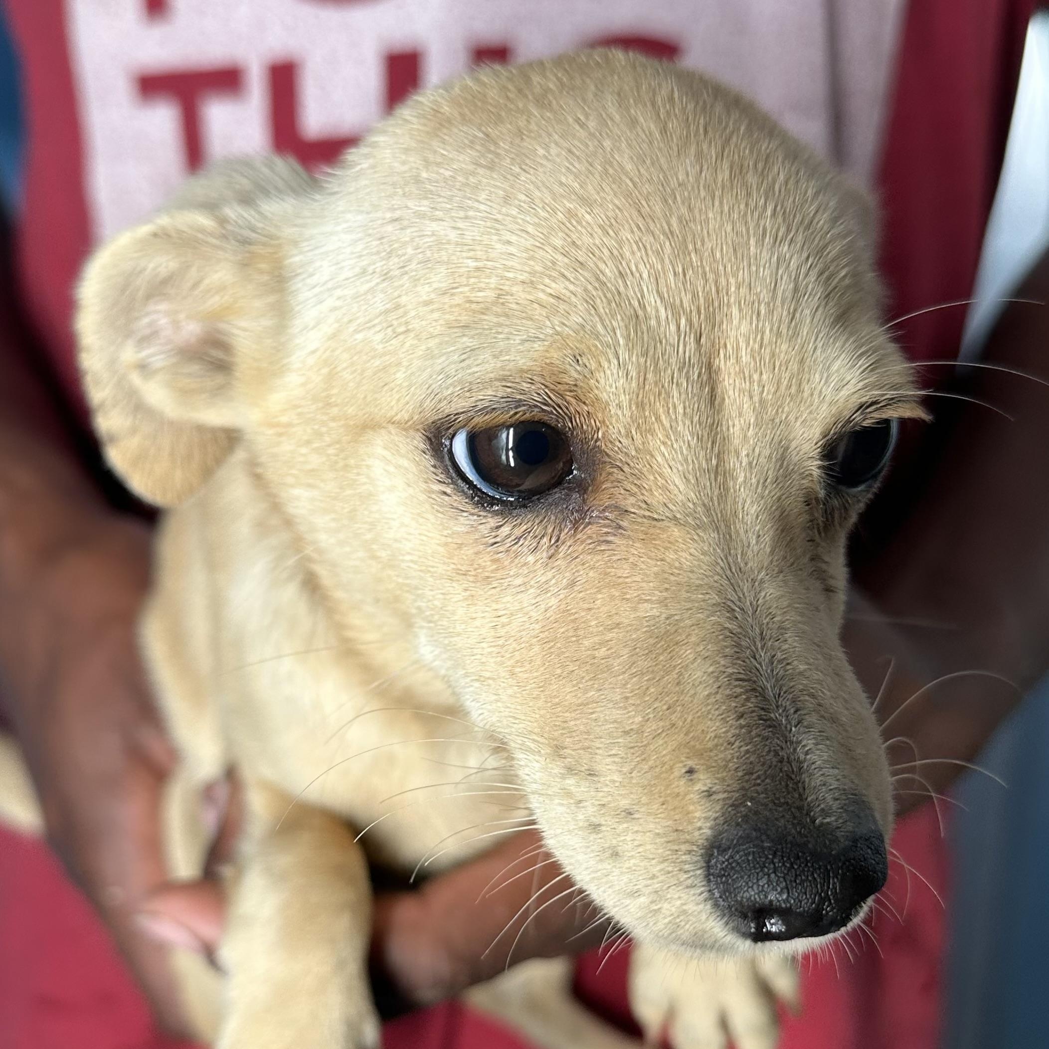 Enlarge Millie - Local April 10-12, an adopted mixed breed in Johnston, RI image 5/6