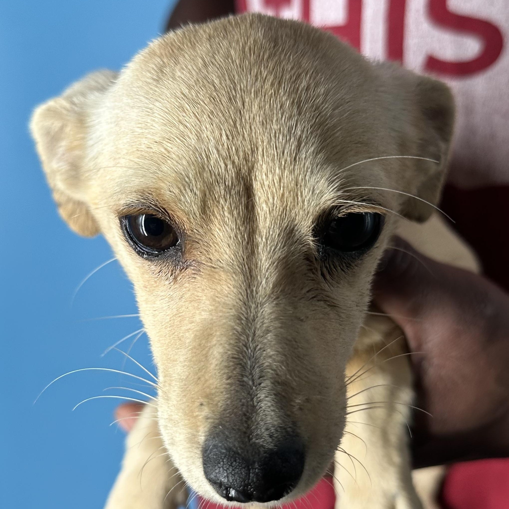 Enlarge Millie - Local April 10-12, an adopted mixed breed in Johnston, RI image 4/6