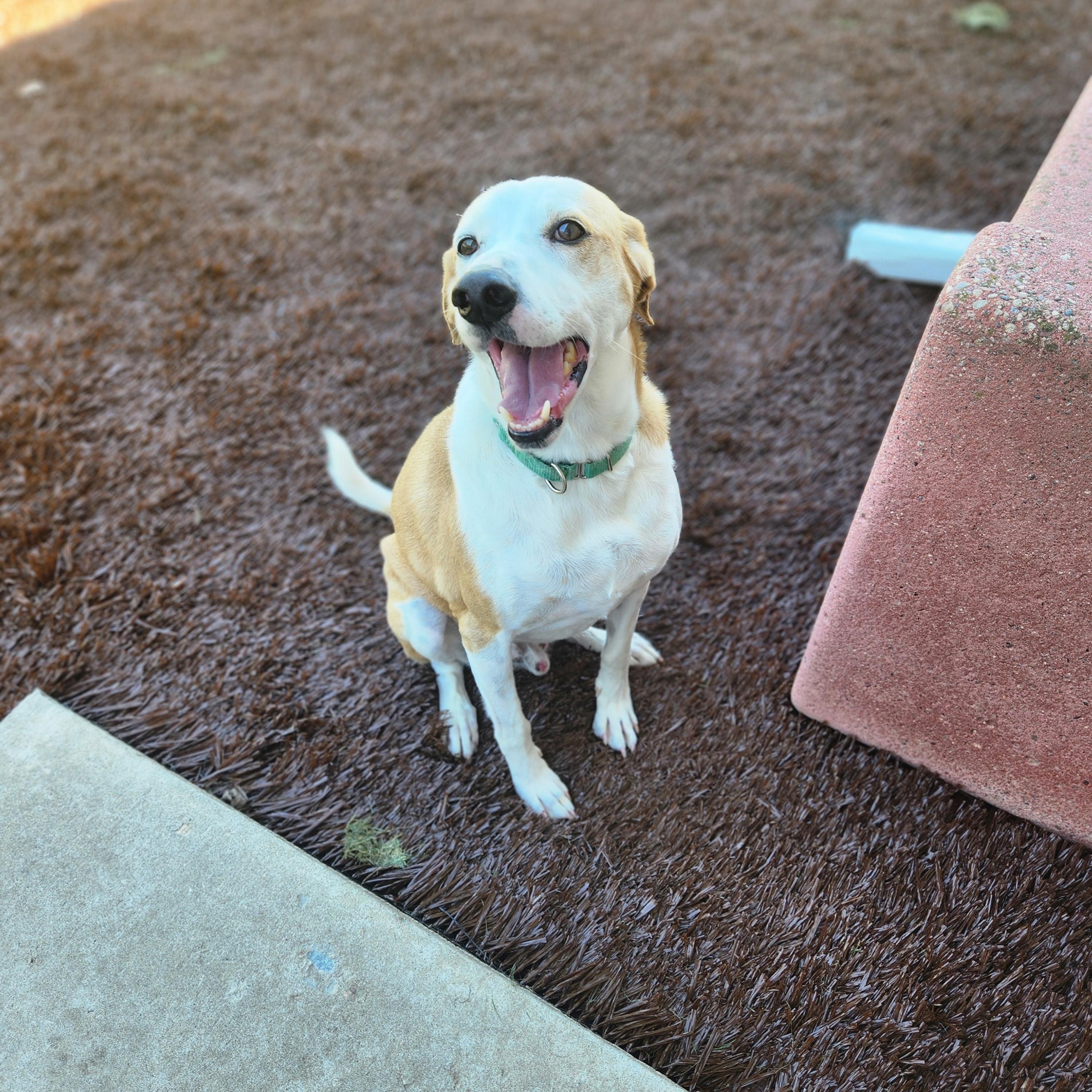 Leroy, Adopted, Senior Male Smooth Collie.