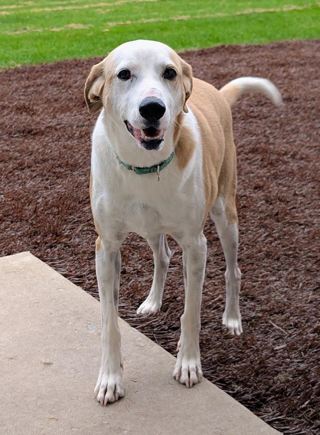 Enlarge Leroy, a Adopted mixed breed in Waupun, WI image 3/5
