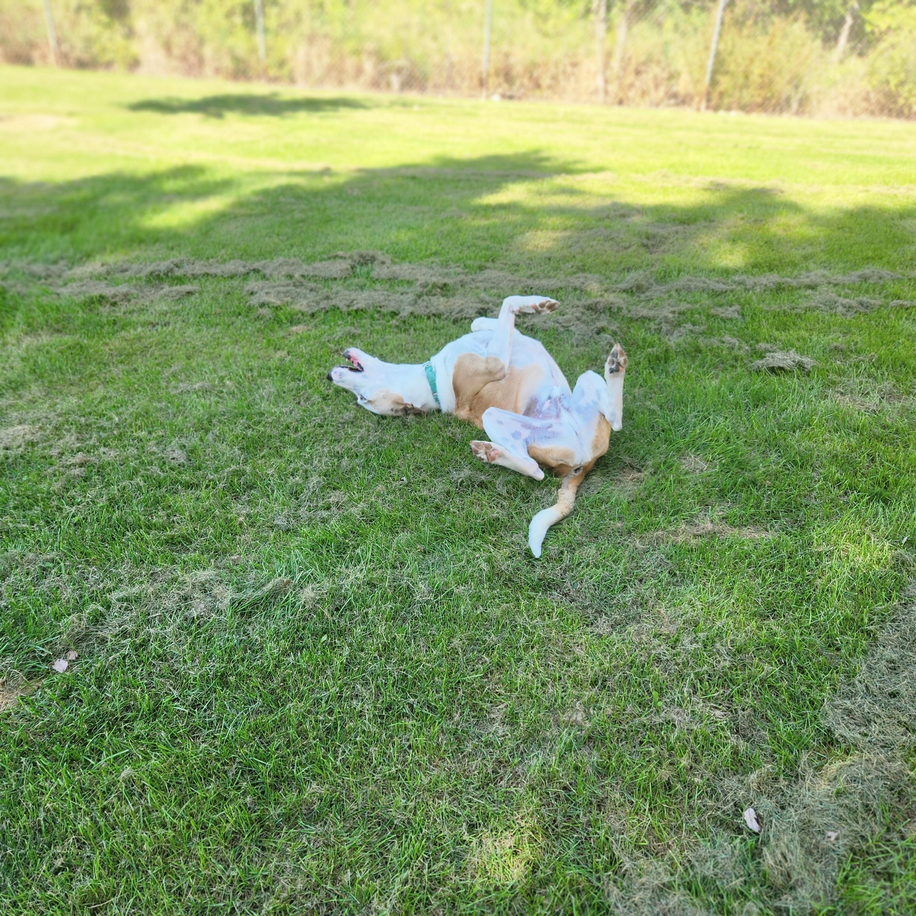 Enlarge Leroy, a Adopted mixed breed in Waupun, WI image 5/5