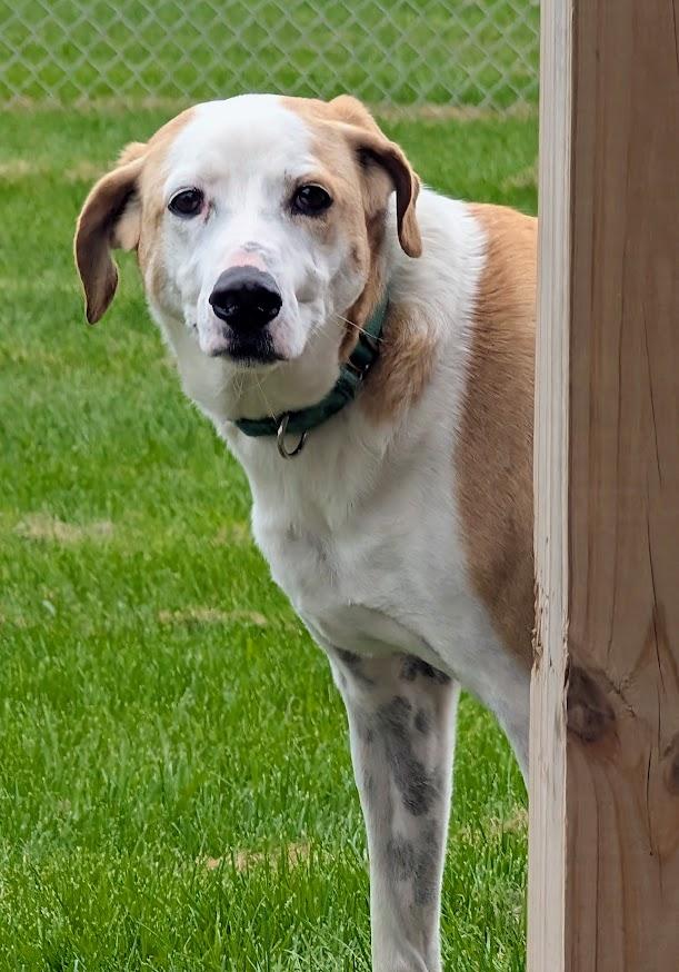 Enlarge Leroy, a Adopted mixed breed in Waupun, WI image 2/5