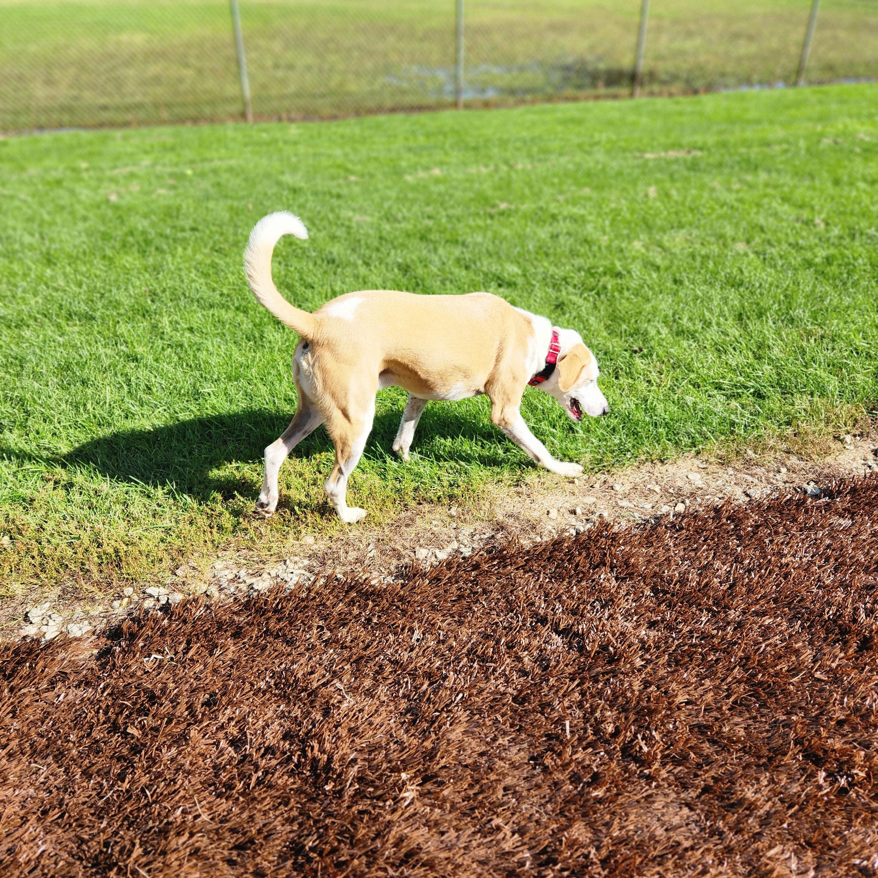 Enlarge Leroy, a Adopted mixed breed in Waupun, WI image 4/5
