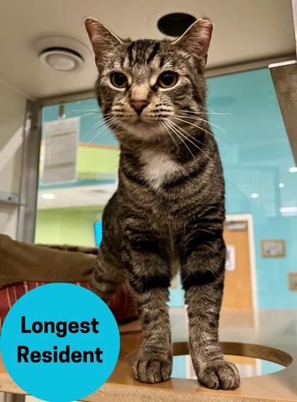 Enlarge Ryker, a Adoptable Domestic Short Hair in Vienna, OH image 1/1