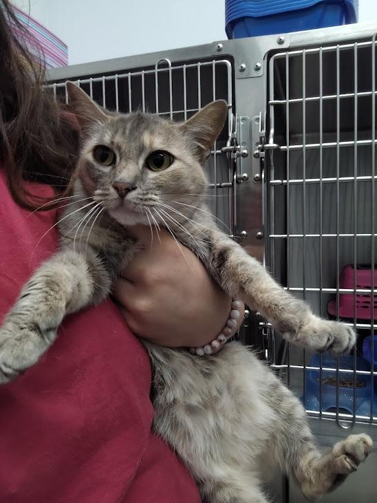 Enlarge Montana, a Adoptable mixed breed in Republic, MO image 1/1