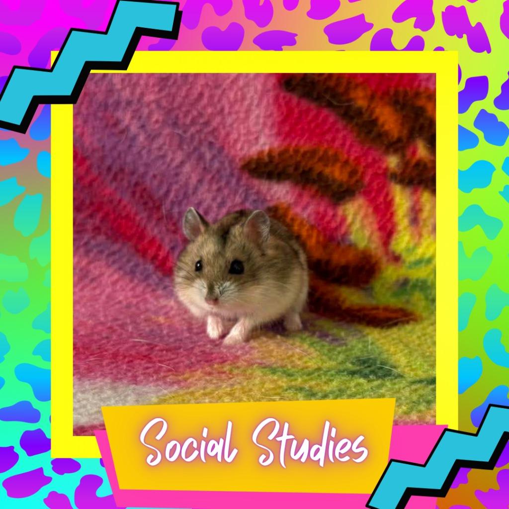Enlarge Social Studies, a Adoptable Hamster in Elizabethtown, KY image 1/2