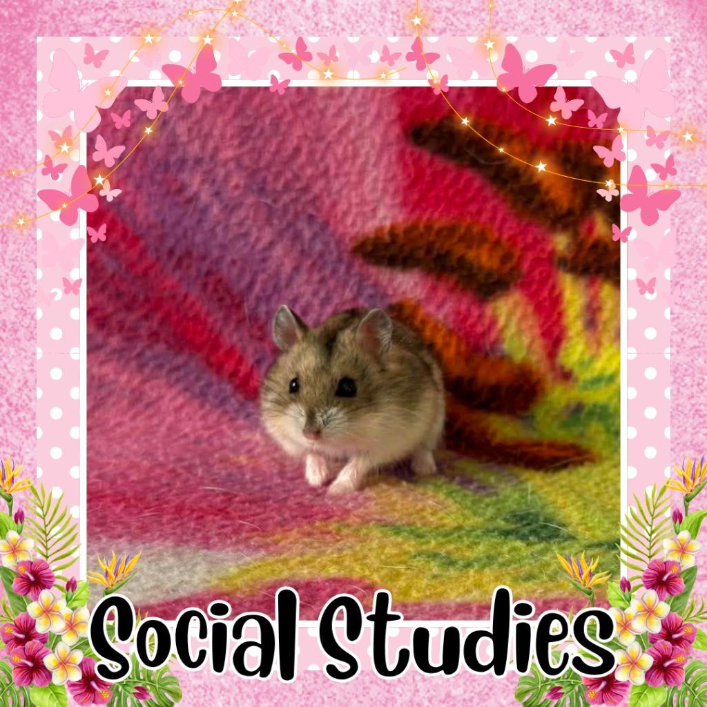 Enlarge Social Studies, a Adoptable Hamster in Elizabethtown, KY image 2/2