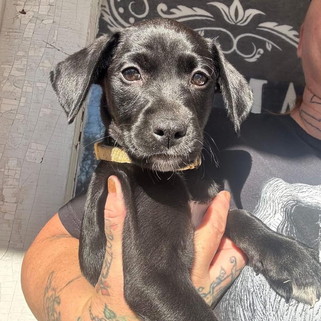 Trojan, Adoptable, Puppy Female Black Labrador Retriever.