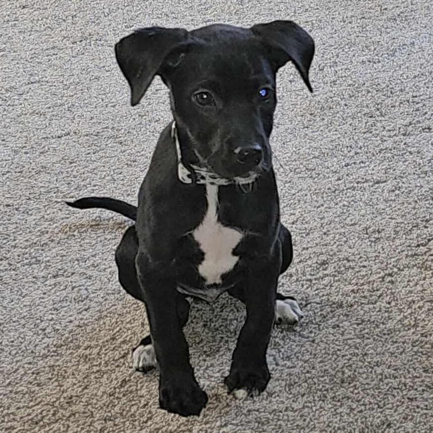 Trojan, a Adoptable Black Labrador Retriever in Jackson, MO image 2/5